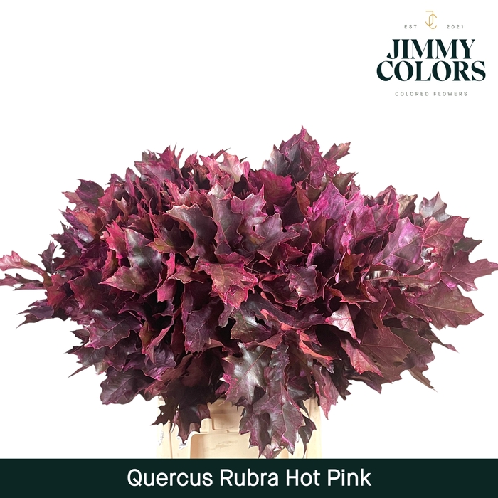 <h4>Quercus Rubra L60 Hot pink</h4>