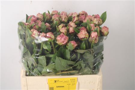 <h4>Paeo L Gardenia</h4>