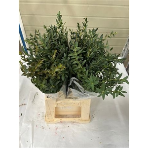 EUC. PARVIFOLIA SHORT 150GR
