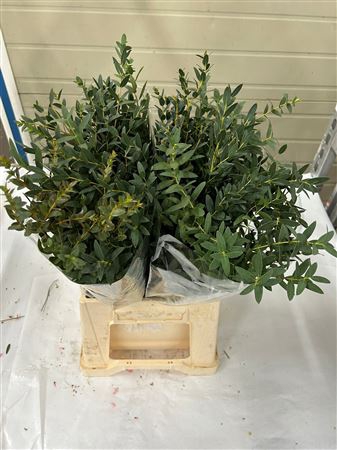 <h4>EUC. PARVIFOLIA SHORT 150GR</h4>