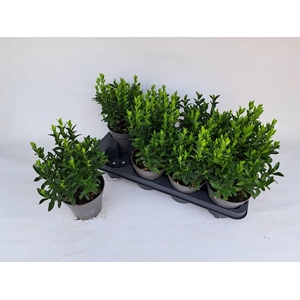 EUONYMUS JA GR SPIRE