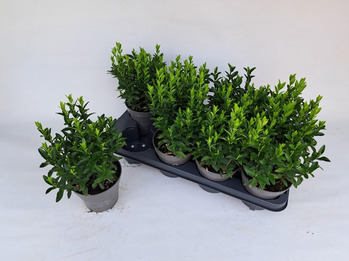 <h4>EUONYMUS JA GR SPIRE</h4>