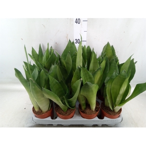 Sansevieria trifa. 'Moonshine'