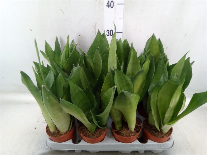 <h4>Sansevieria trifa. 'Moonshine'</h4>
