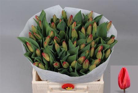 <h4>Tu En Loveflight</h4>