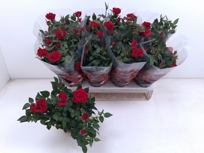 <h4>RO FAV RO RED</h4>