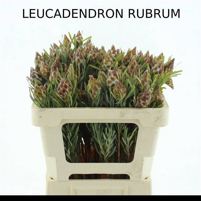 <h4>LEUCAD RUBRUM</h4>