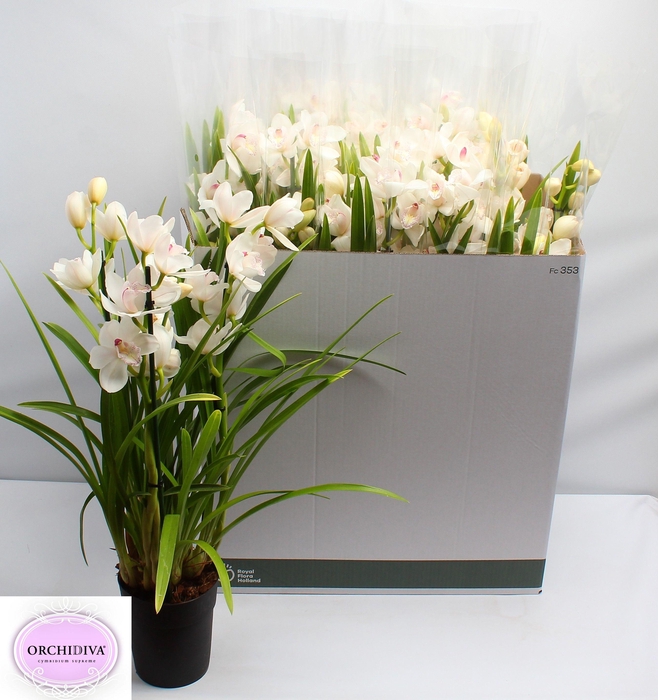 <h4>CYMB OVERIG</h4>