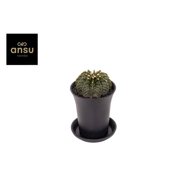 <h4>Gymno Cactus 'Green Stripe'</h4>