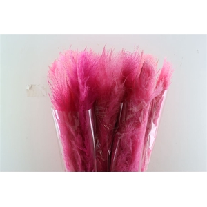 Dried Cortaderia Dadang Soft Pink 110cm P Stem