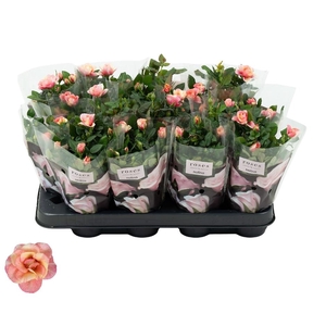Nolina Roses Ø 7 cm. Gosia
