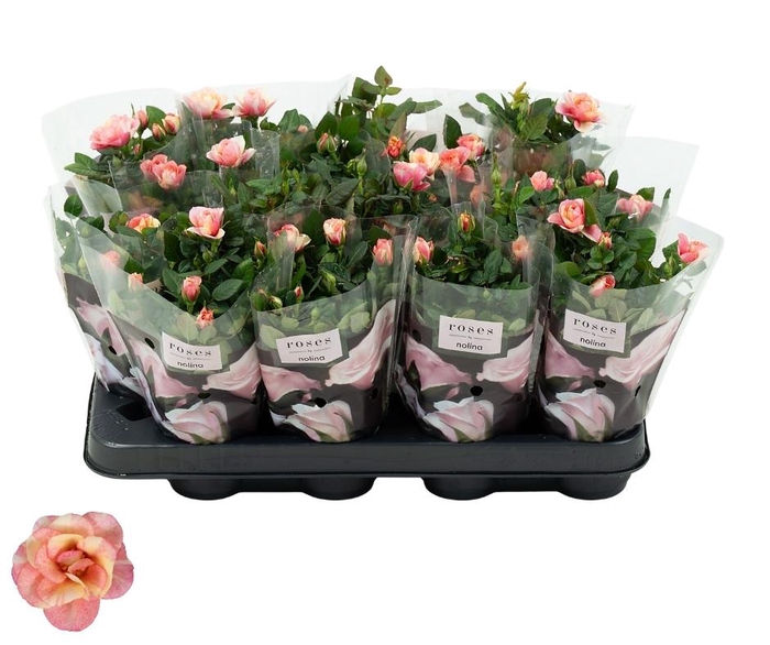 <h4>Nolina Roses Ø 7 cm. Gosia</h4>