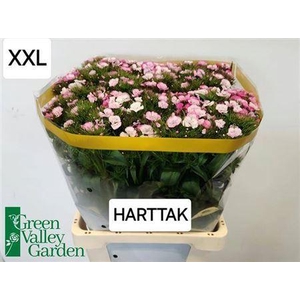 Di Barb Sweet Will Pink Magic