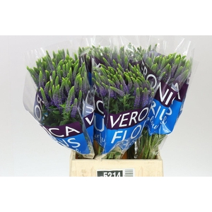 Veronica Spray Diana X 20