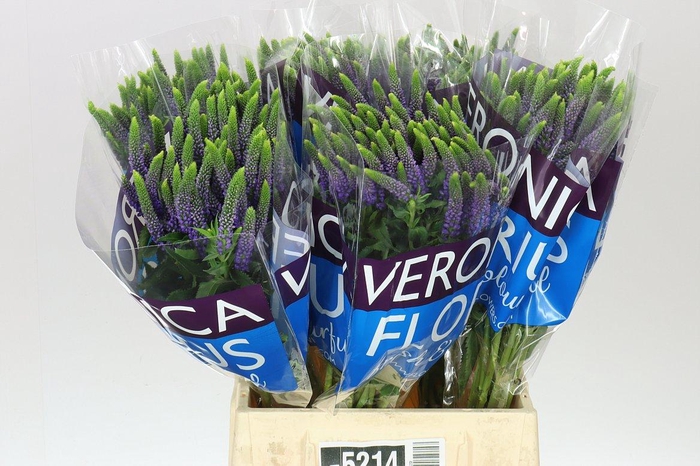 <h4>Veronica Spray Diana X 20</h4>