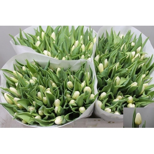 Tulipa si white prince