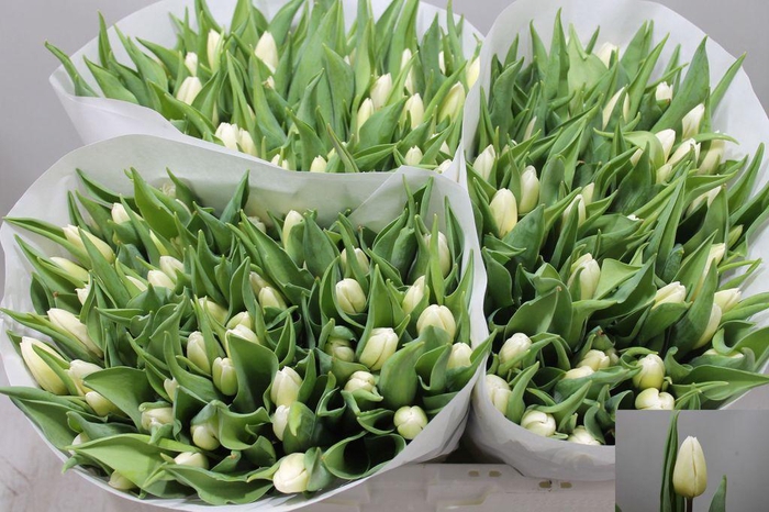 <h4>Tulipa si white prince</h4>
