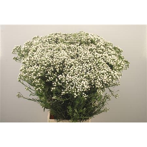 Ixodia Fresh Per Stem