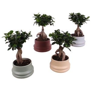 Ficus m. Ginseng Ball Shape Ø15cm in Ø19cm Ceramic CC460