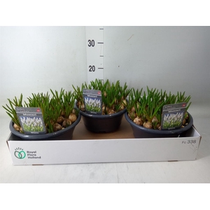 Muscari  'Casablanca'