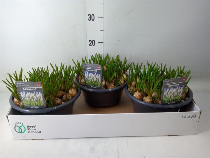 <h4>Muscari  'Casablanca'</h4>