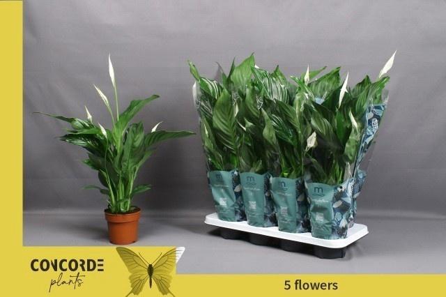 <h4>SPATH SWEET RICARDO</h4>