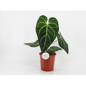 Anthurium Regale