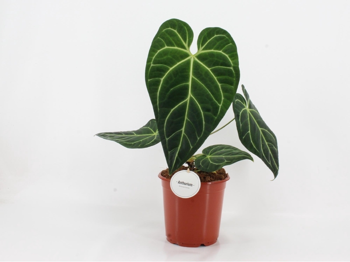 <h4>Anthurium Regale</h4>