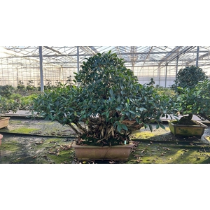 Ficus retusa, pot 49cm. Height 90cm.( single item)