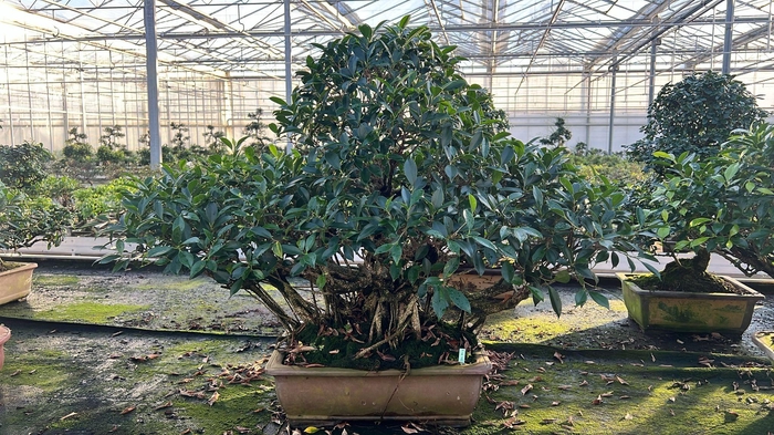 <h4>Ficus retusa, pot 49cm. Height 90cm.( single item)</h4>