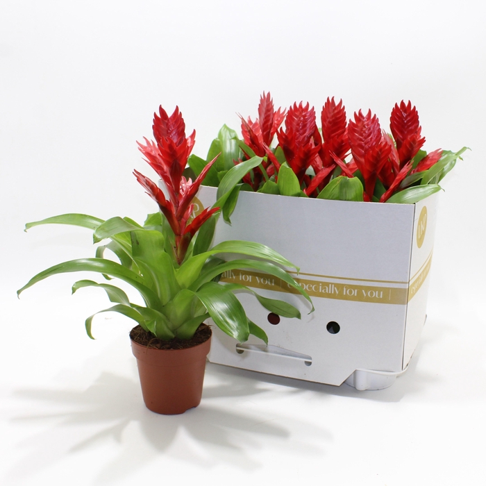 <h4>VRIES VENGA</h4>