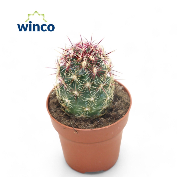 <h4>Thelocactus Bicolor</h4>