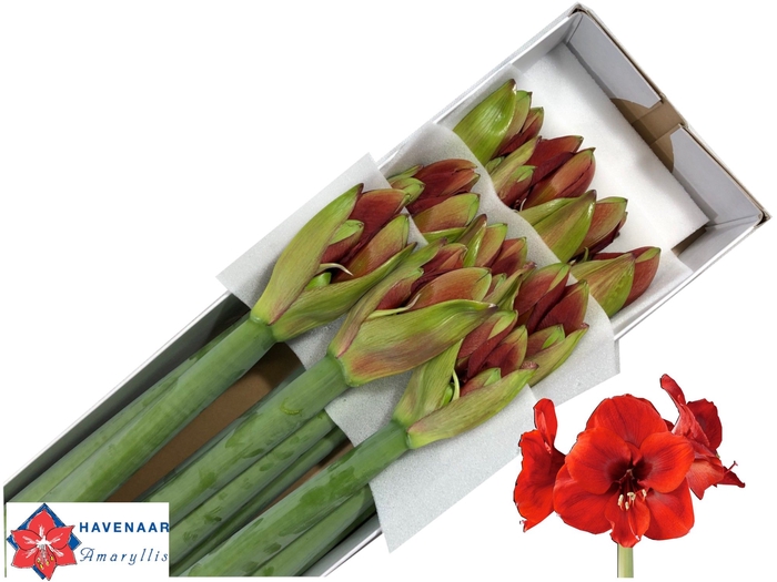 <h4>HIPP GA FERRARI</h4>