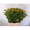 RUDBECKIA NITIDA