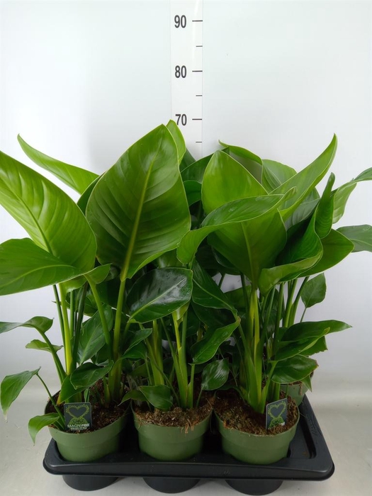 <h4>Strelitzia nicolai</h4>