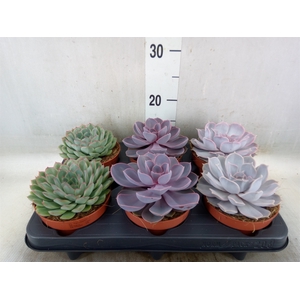 Echeveria   ...mix