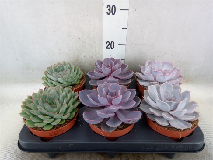<h4>Echeveria   ...mix</h4>
