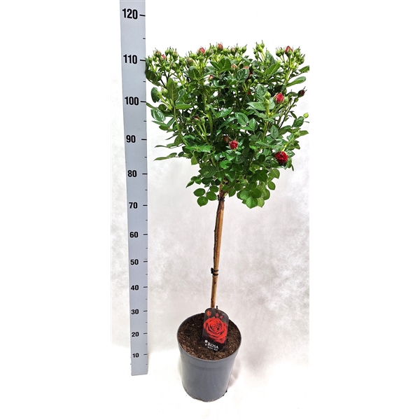 <h4>Roos op stam grootbloemig P23 Ruby</h4>