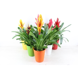 arr3 BS - Ker. Florance pot Vriesea