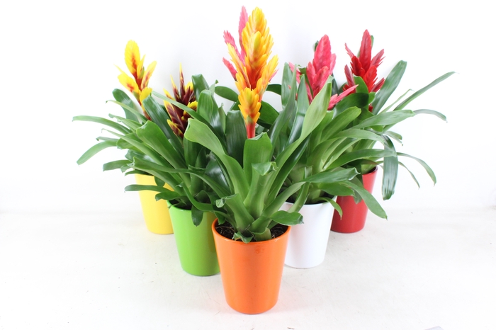 <h4>arr3 BS - Ker. Florance pot Vriesea</h4>