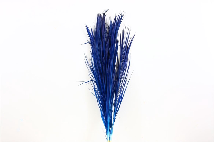 <h4>Pres Phoenix Dark Blue Bunch</h4>