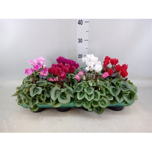 Cyclamen KL 'Picasso'