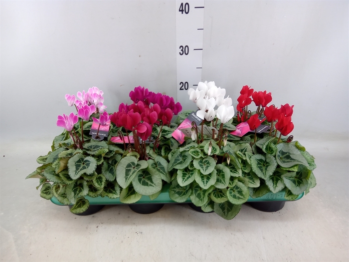 <h4>Cyclamen KL 'Picasso'</h4>