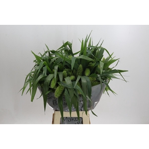 Setaria Italica Volle Melk