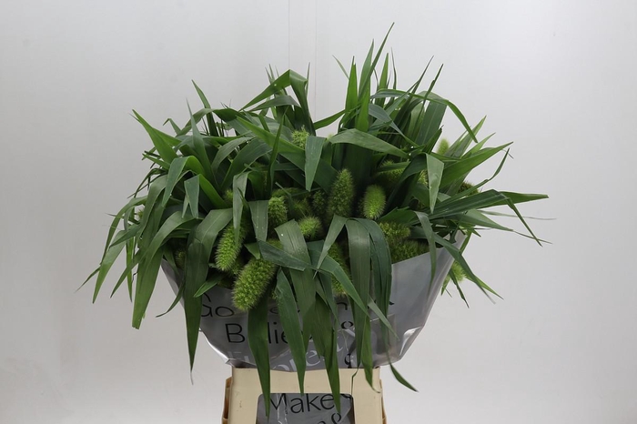 Setaria Italica Volle Melk