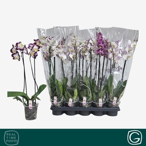 PHAL GEM 4 KL