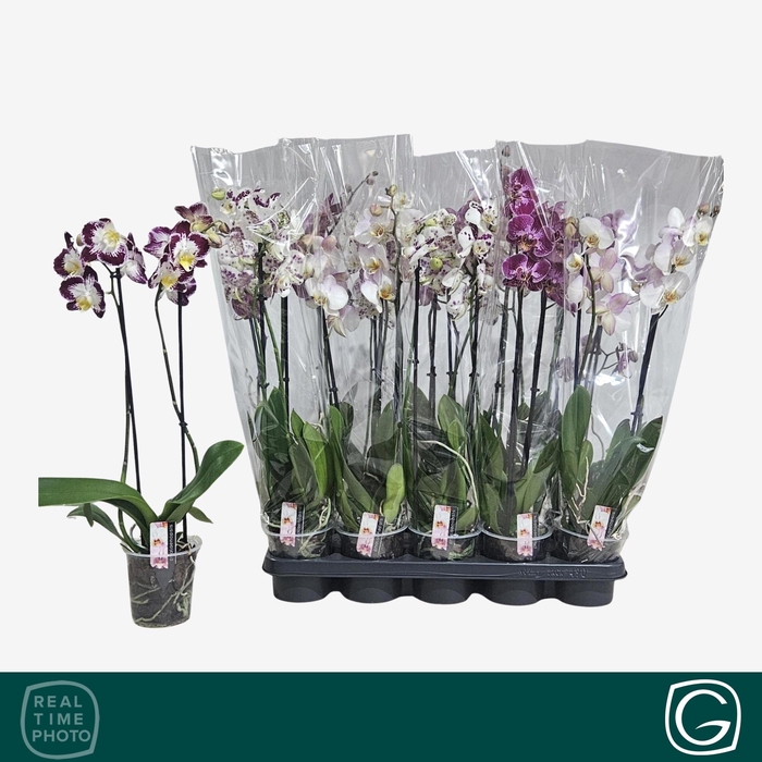 <h4>PHAL GEM 4 KL</h4>