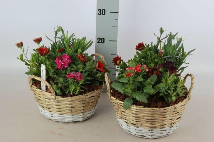 <h4>ARR TUINPLANTEN</h4>