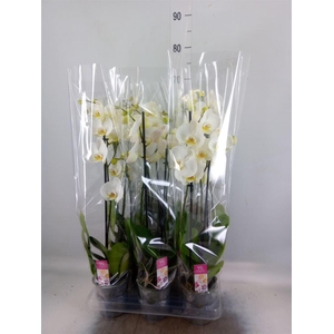 Phalaenopsis   ...white