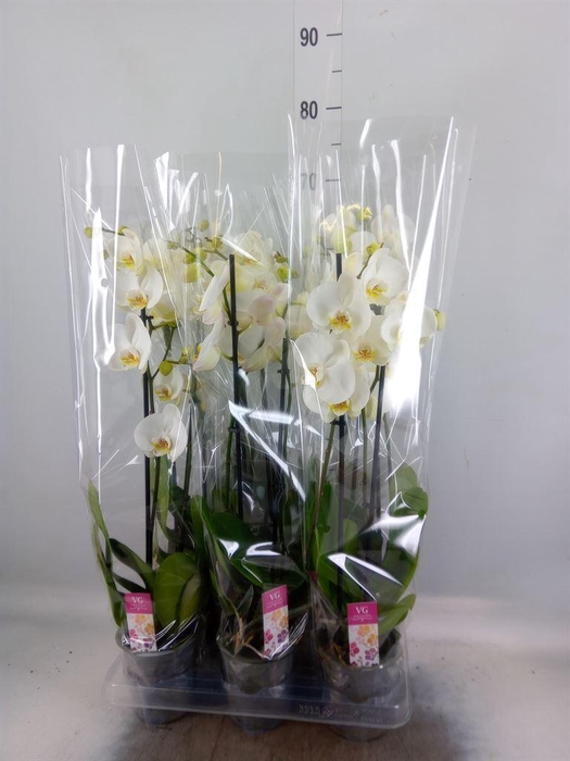 <h4>Phalaenopsis   ...white</h4>